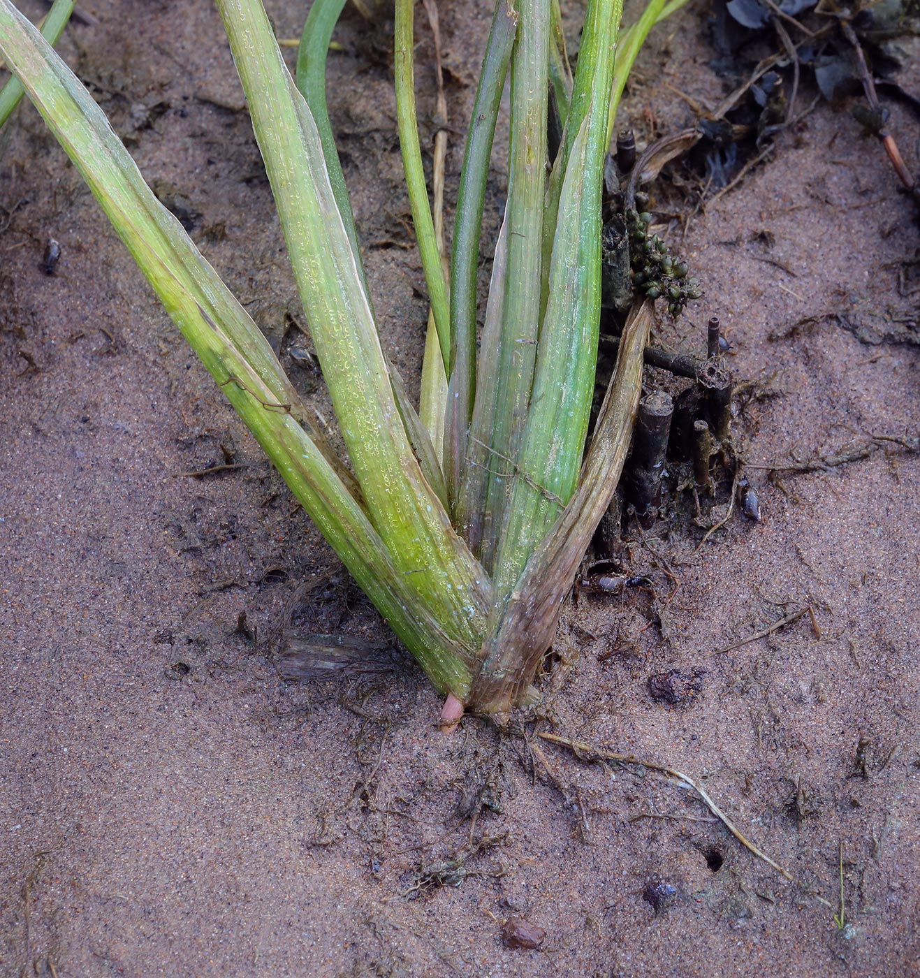 Image of Sagittaria sagittifolia specimen.