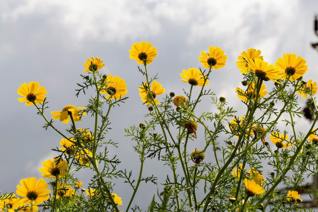 Изображение особи Glebionis coronaria.