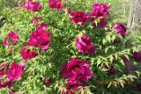 Paeonia suffruticosa