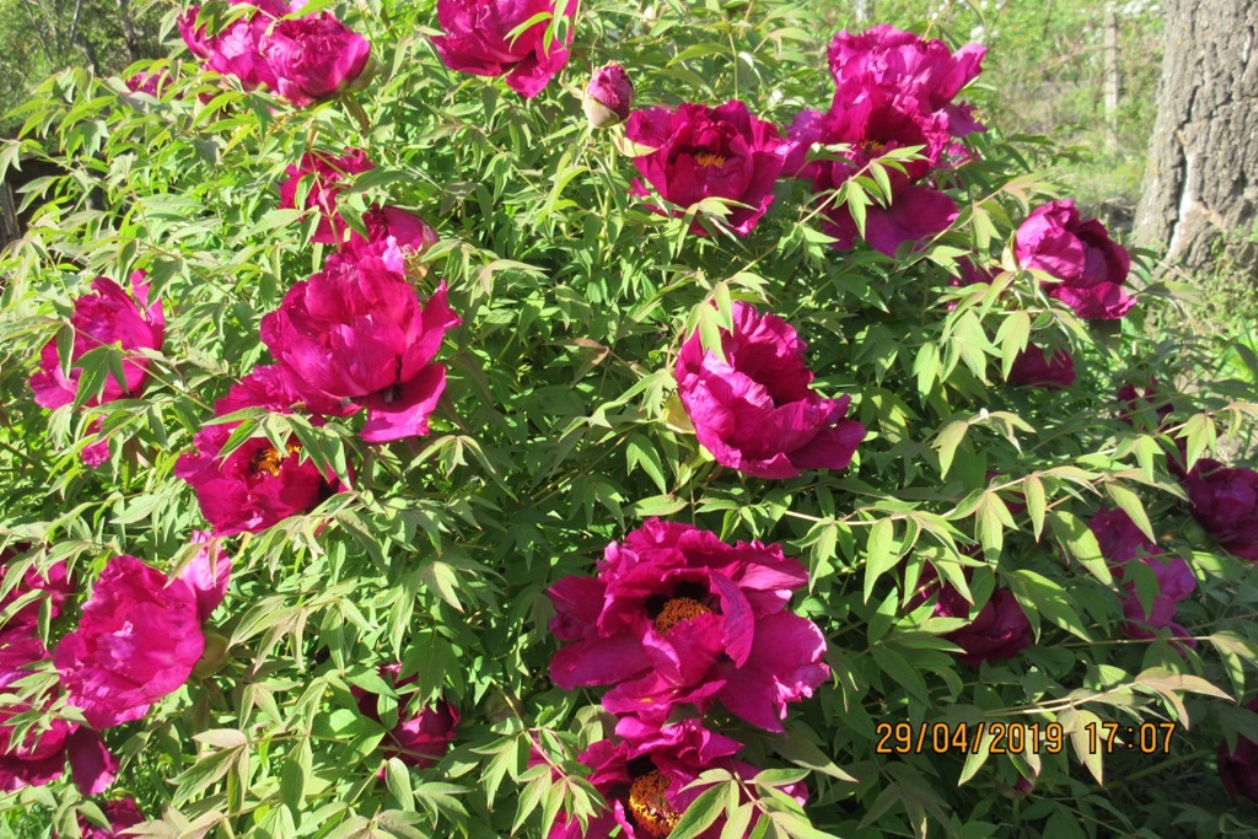 Image of Paeonia suffruticosa specimen.