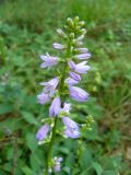 Campanula bononiensis