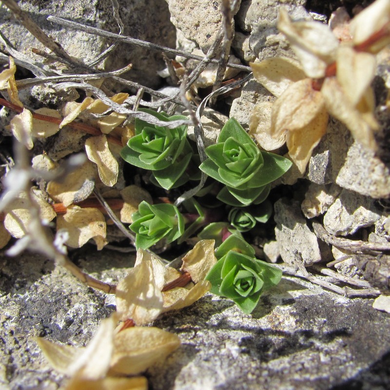 Image of Gentiana grossheimii specimen.