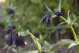 Fritillaria camschatcensis