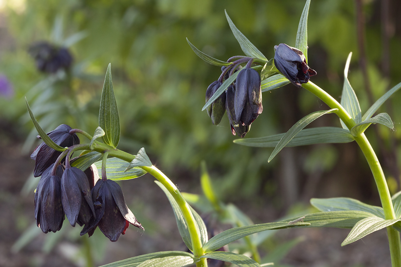 Изображение особи Fritillaria camschatcensis.