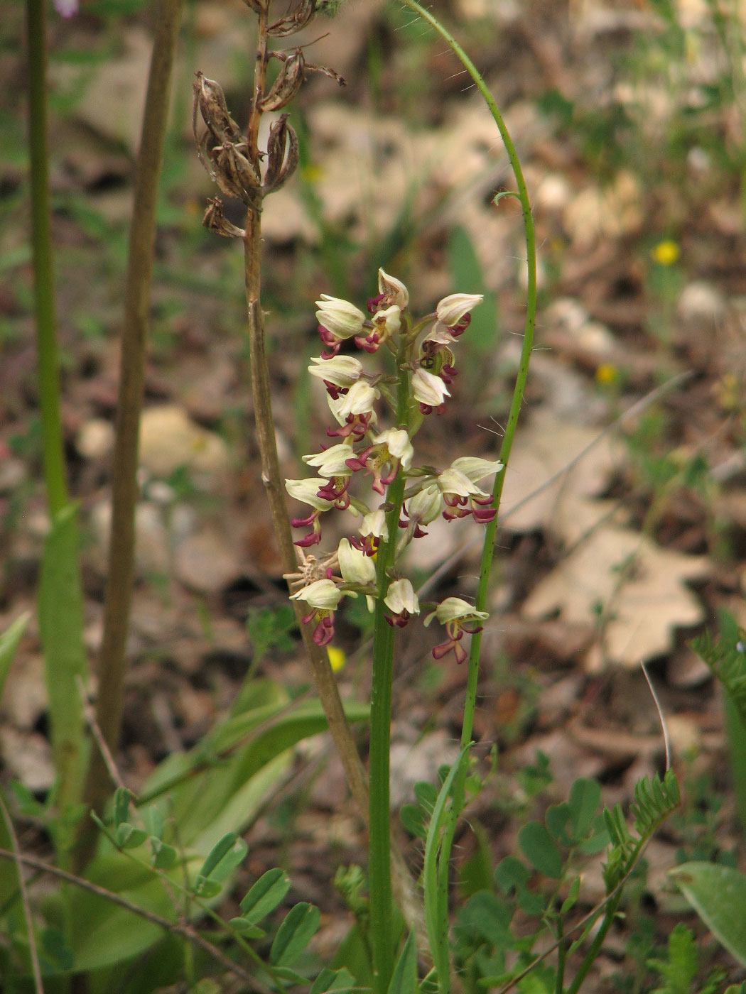 Image of Orchis × calliantha specimen.