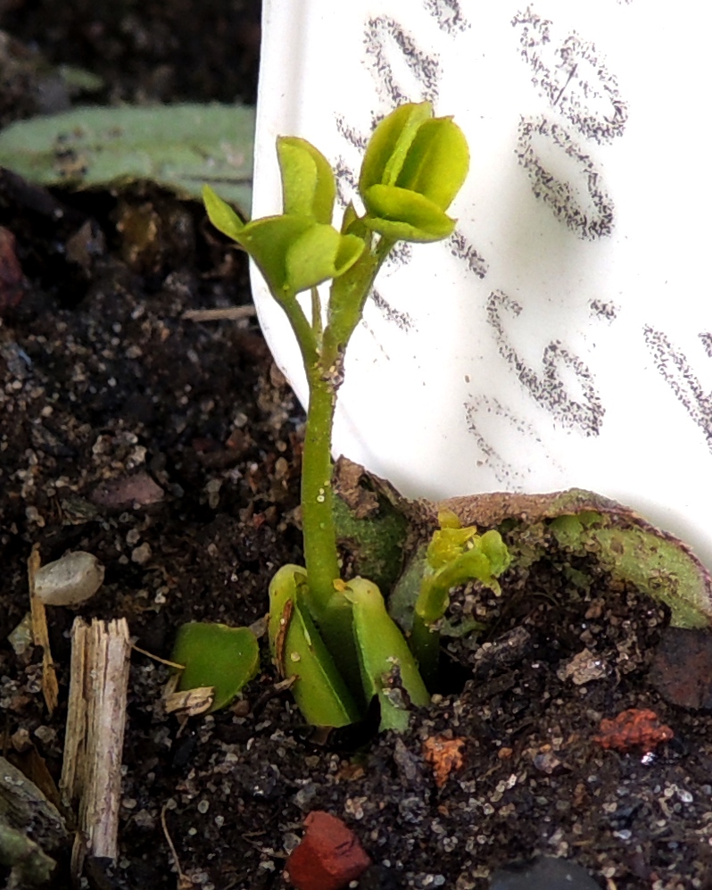 Image of Chamaecytisus ruthenicus specimen.
