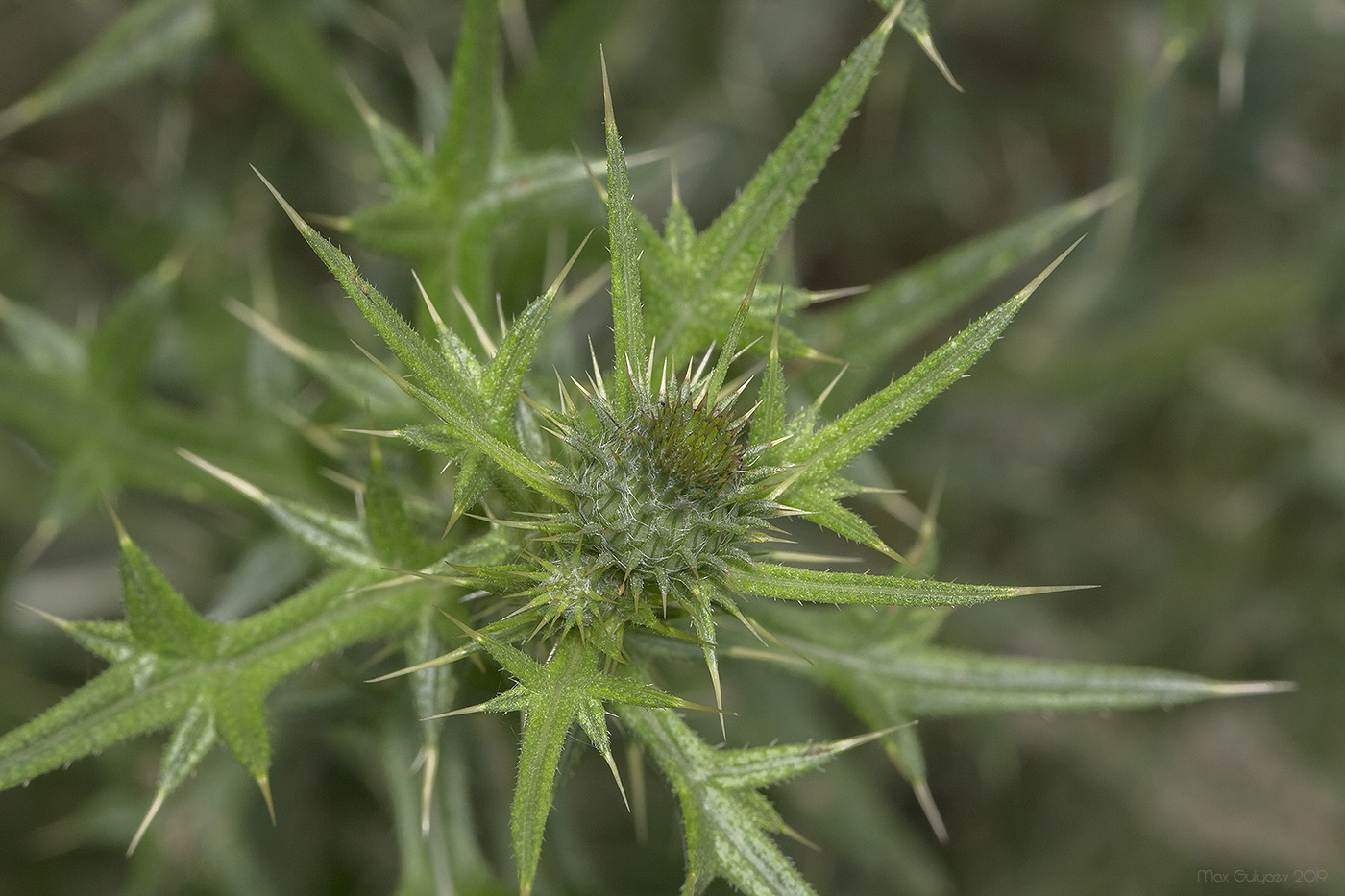 Изображение особи Cirsium serrulatum.