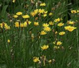 Scorzoneroides autumnalis. Побеги с соцветиями. Московская обл., Раменский р-н, окр. дер. Хрипань, обочина внутридачной дороги. 01.08.2019.