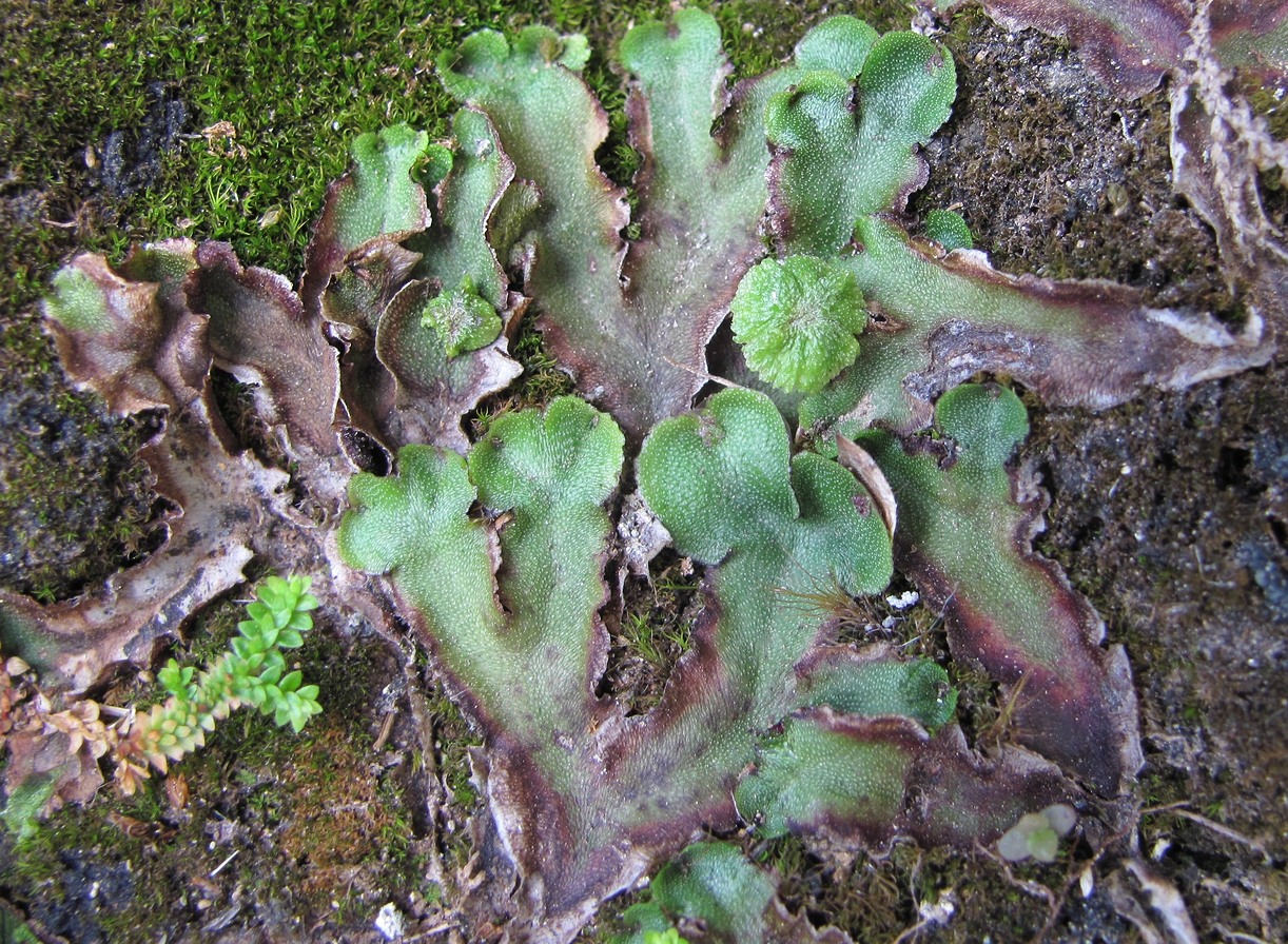 Image of ordo Marchantiales specimen.