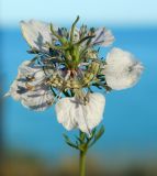 Nigella arvensis