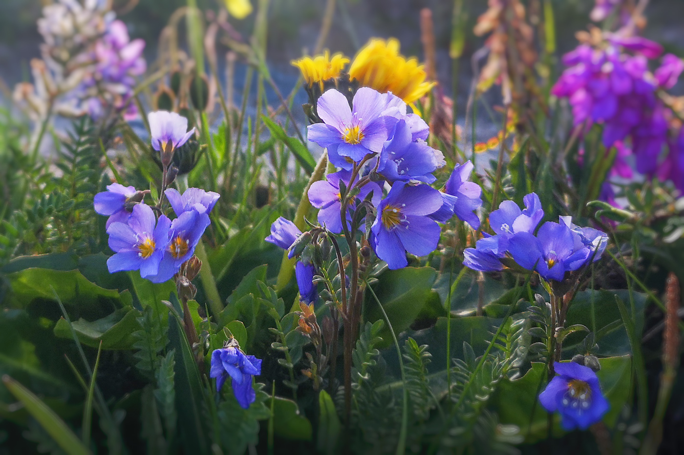 Изображение особи Polemonium boreale.