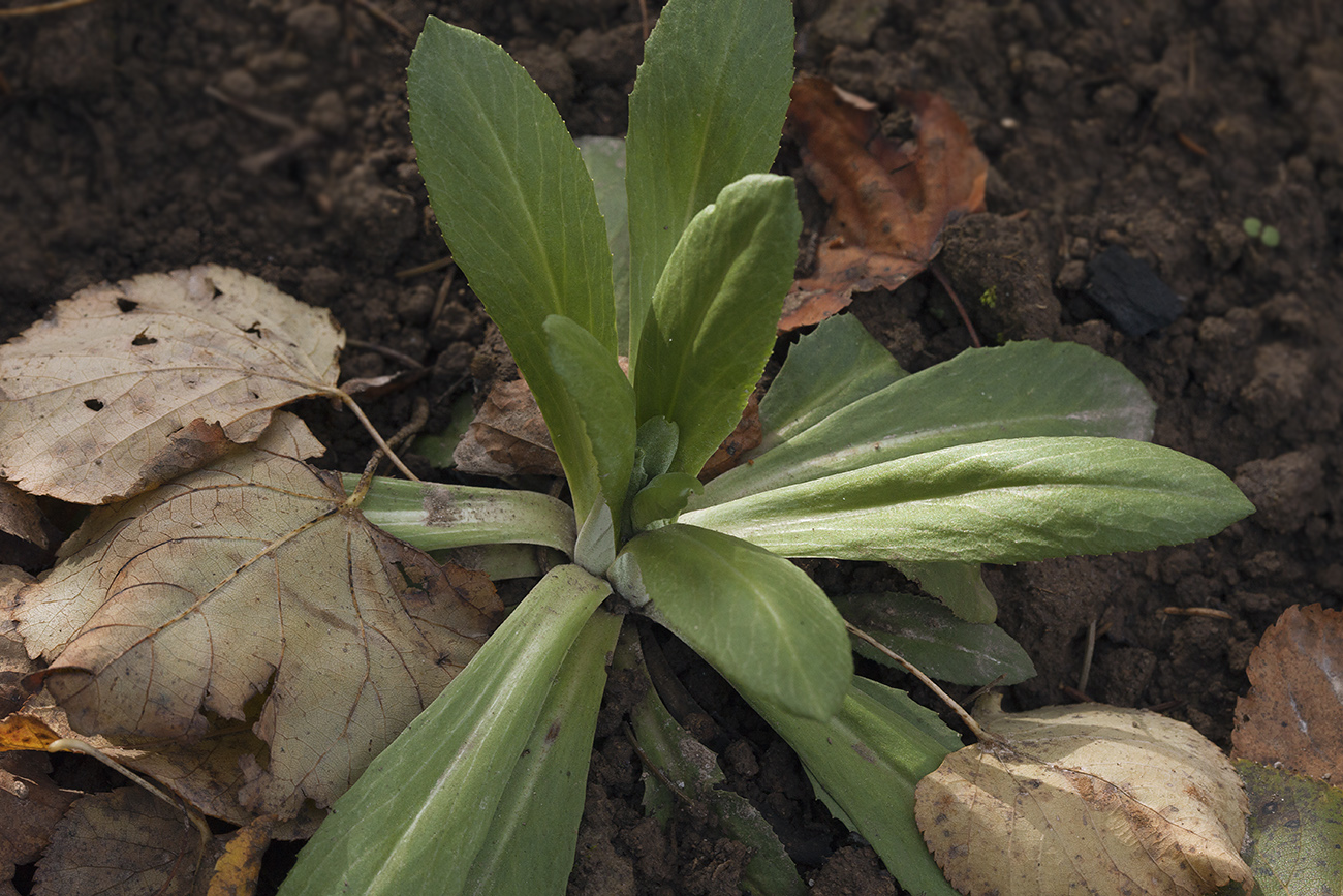 Изображение особи Primula farinosa.