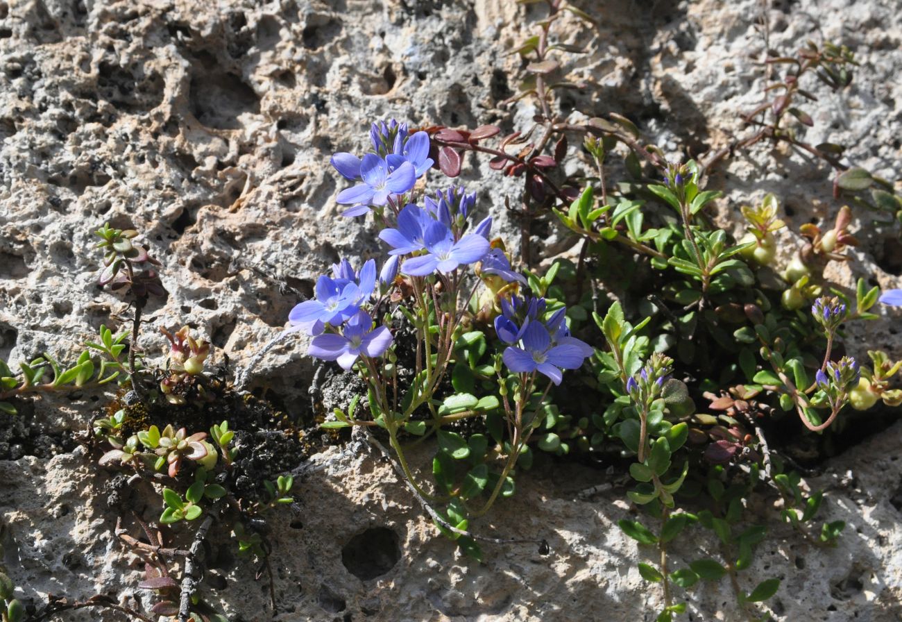 Image of genus Veronica specimen.