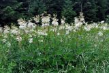 Filipendula ulmaria