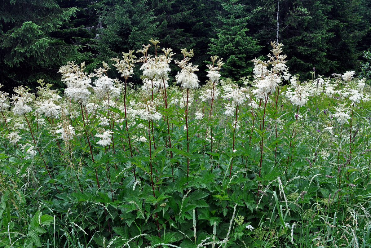 Image of Filipendula ulmaria specimen.