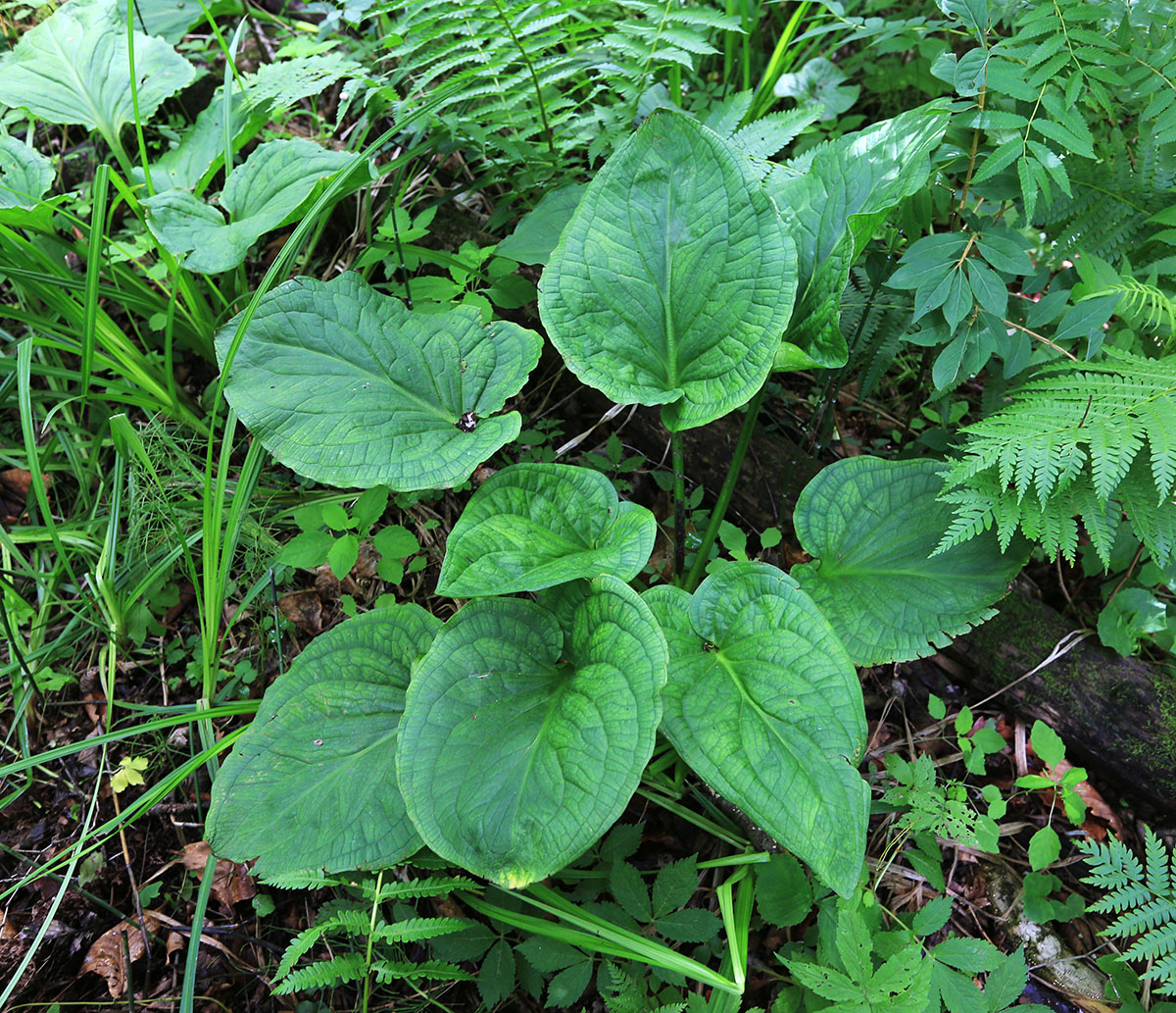 Image of Symplocarpus renifolius specimen.