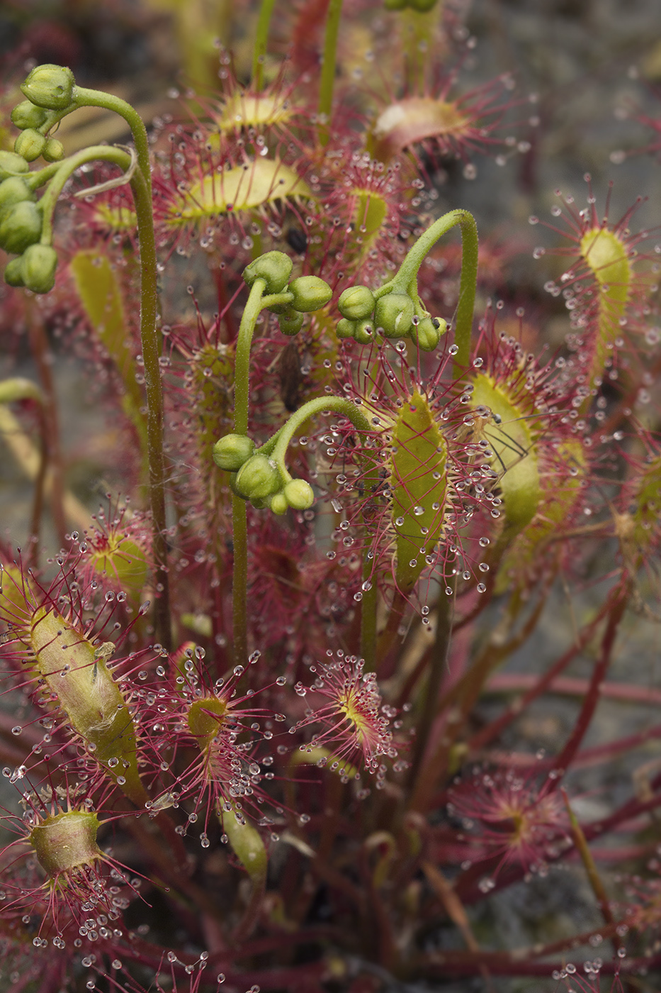 Изображение особи Drosera anglica.