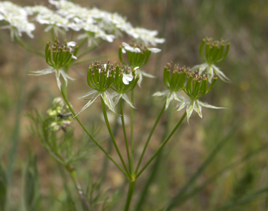 Изображение особи Chaerophyllum crinitum.