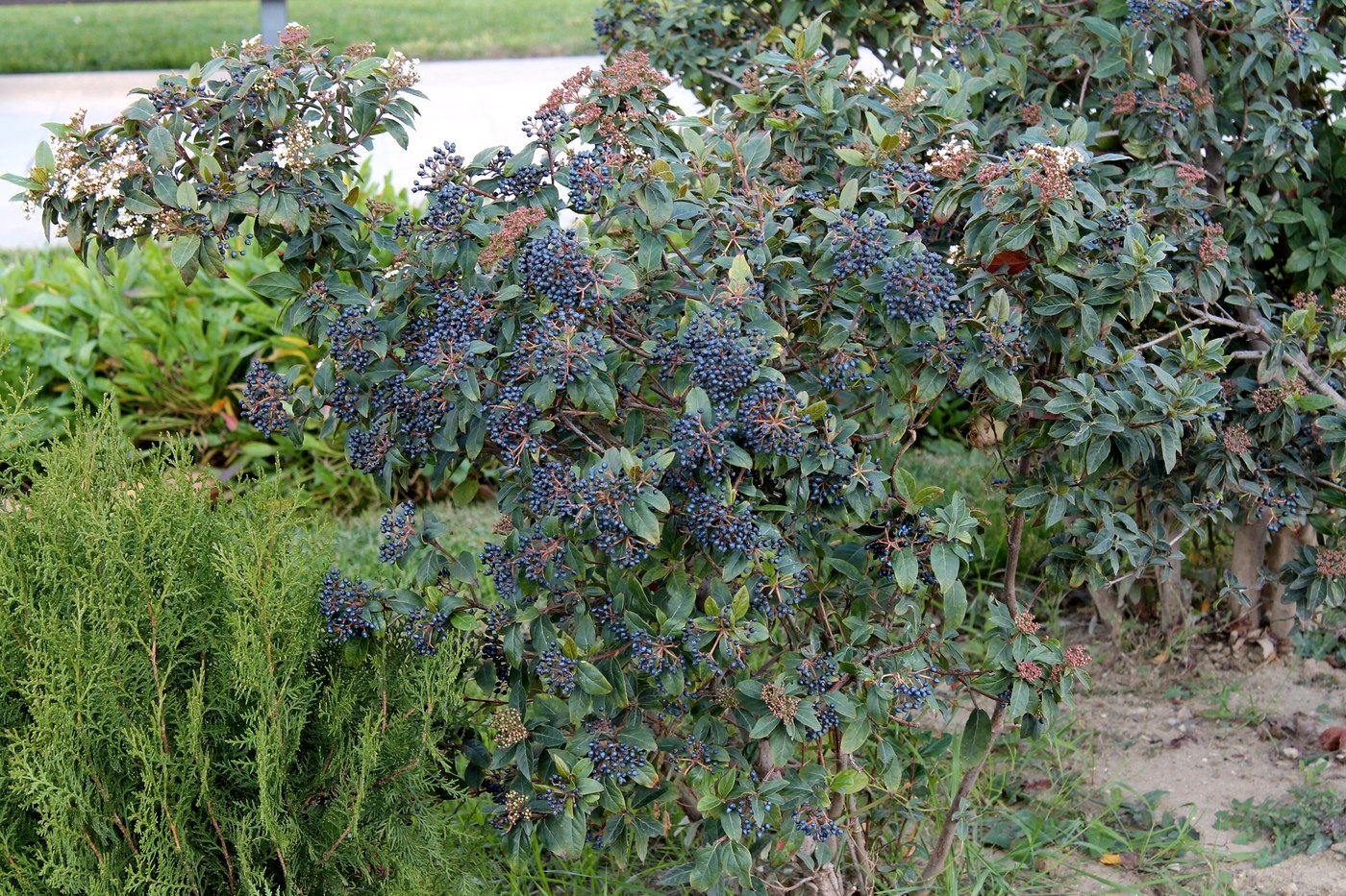 Изображение особи Viburnum tinus.