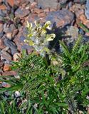 Pedicularis lasiostachys