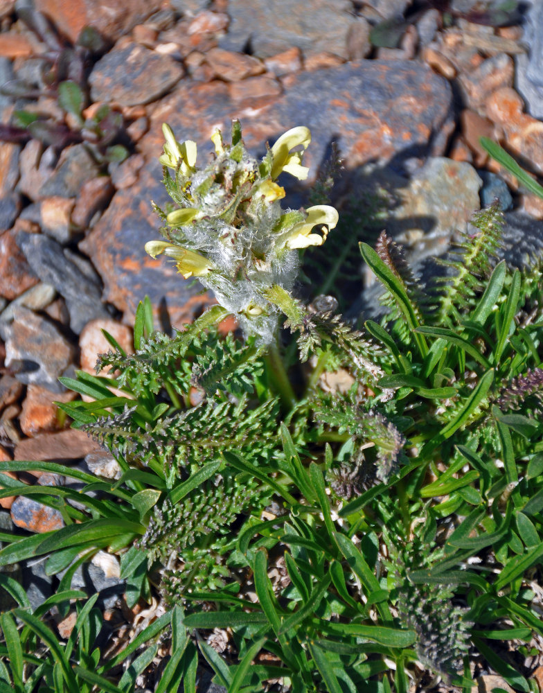 Image of Pedicularis lasiostachys specimen.