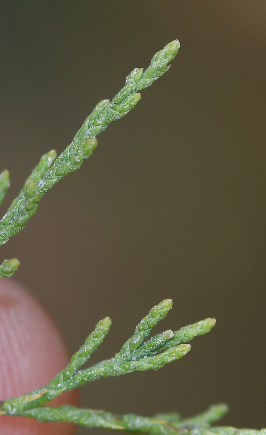 Изображение особи Tamarix canariensis.