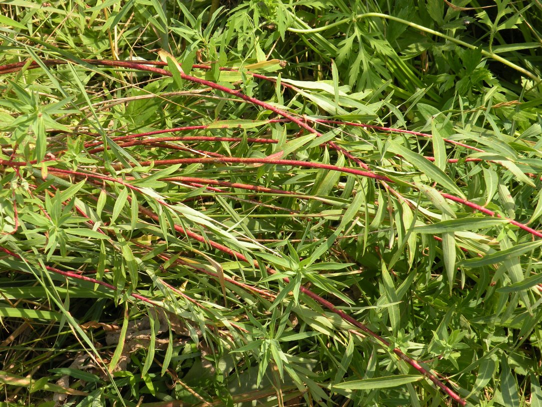 Image of Euphorbia palustris specimen.