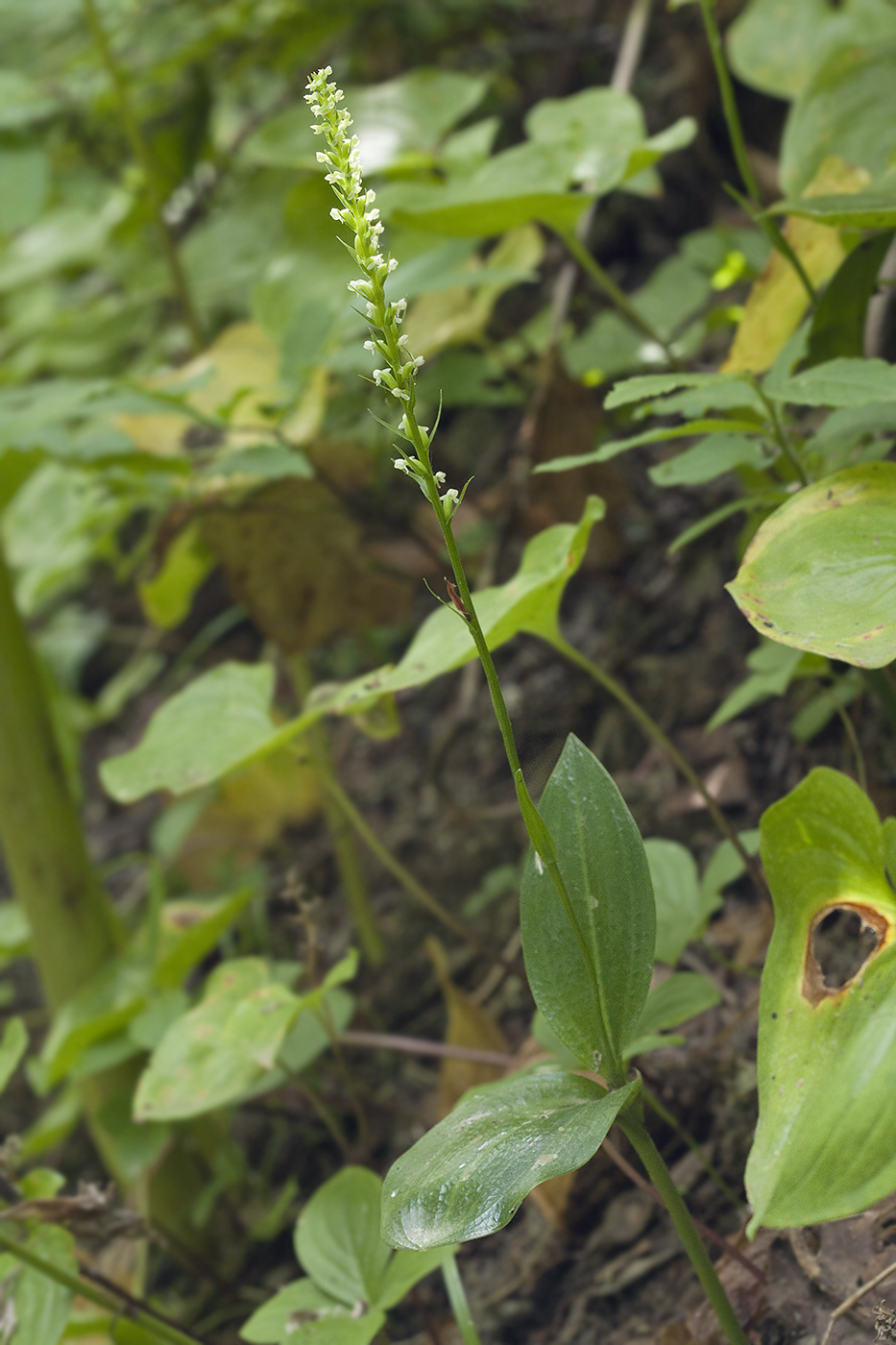 Image of Platanthera ditmariana specimen.