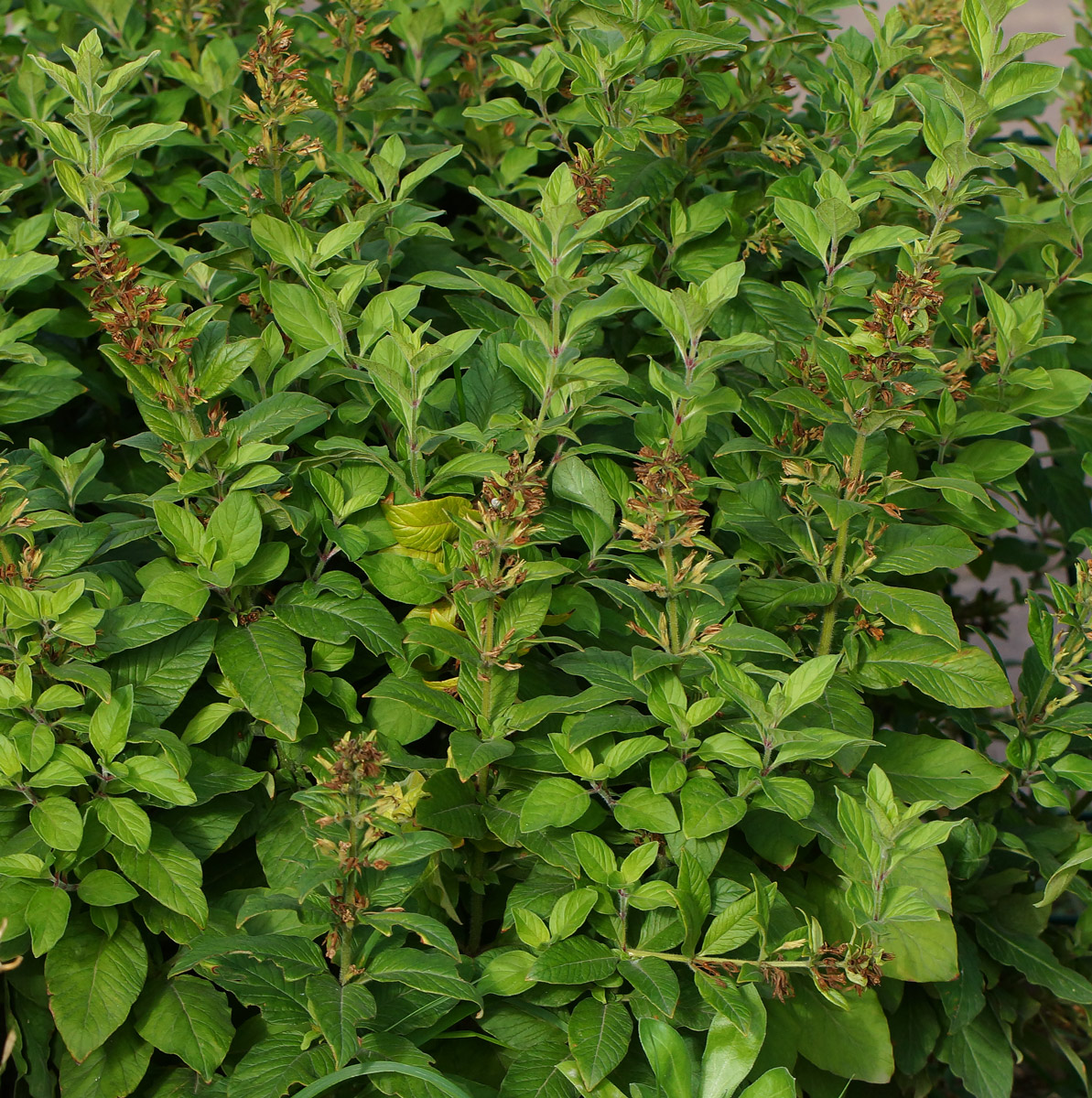 Image of Lysimachia punctata specimen.