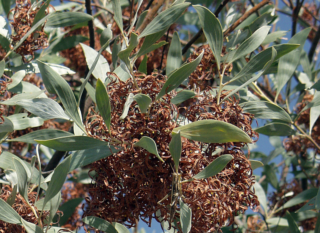 Image of genus Acacia specimen.