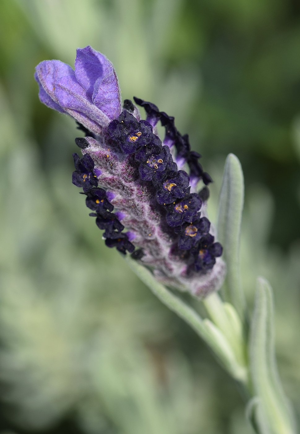 Image of Lavandula stoechas specimen.