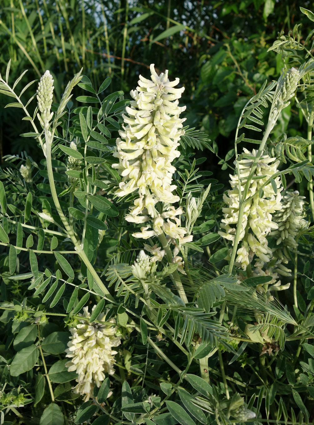 Изображение особи Pseudosophora alopecuroides.