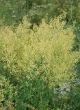 Thalictrum flexuosum