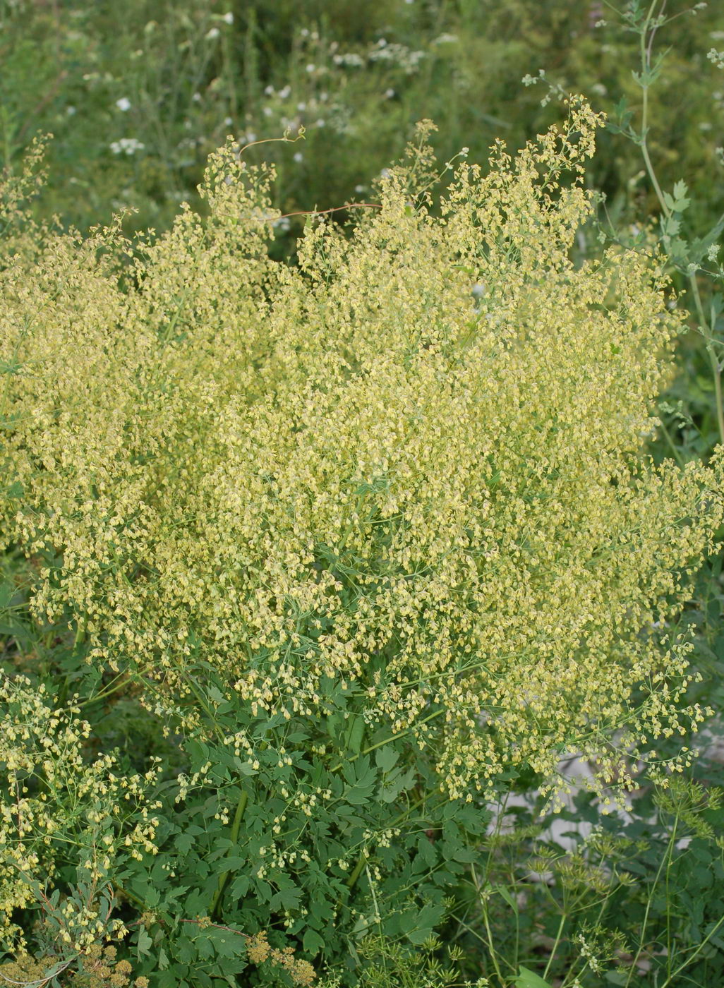 Image of Thalictrum flexuosum specimen.