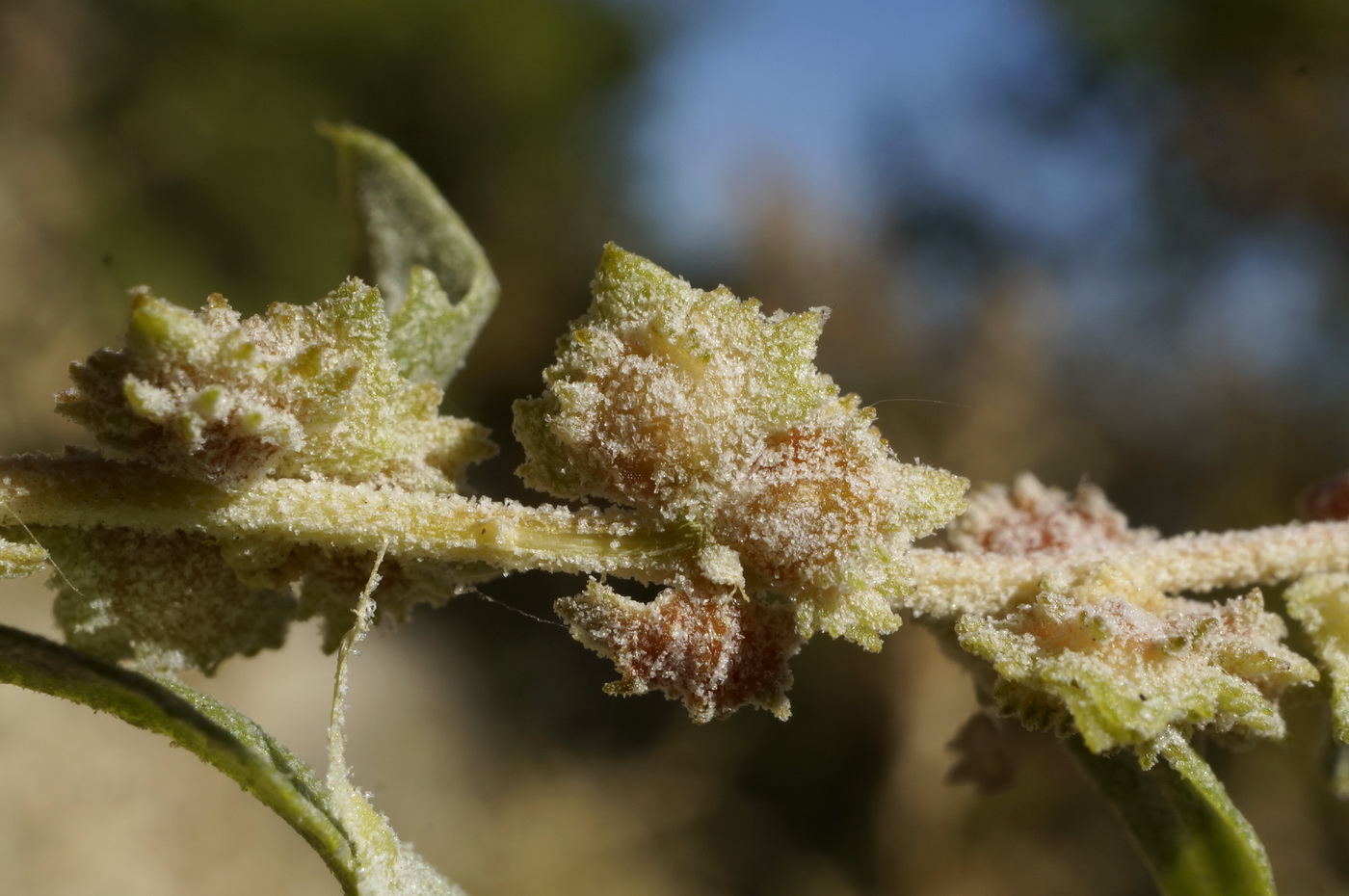 Image of Atriplex rosea specimen.