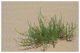 Equisetum arvense. Растение на пляже. Республика Татарстан, Волжско-Камский заповедник. 30.06.2010.