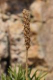 Plantago crassifolia. Верхушка побега с соплодием. Испания, Каталония, пров. Жирона, комарка Баш-Эмпорда, муниципалитет Бегур, бухта Aiguablava, обнажения лейкогранита на абразионной береговой террасе. 25.09.2019.