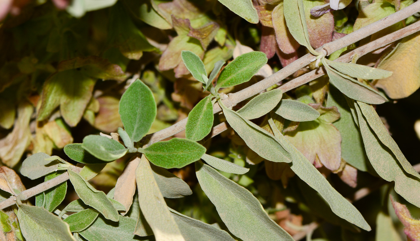 Изображение особи Salvia dolomitica.