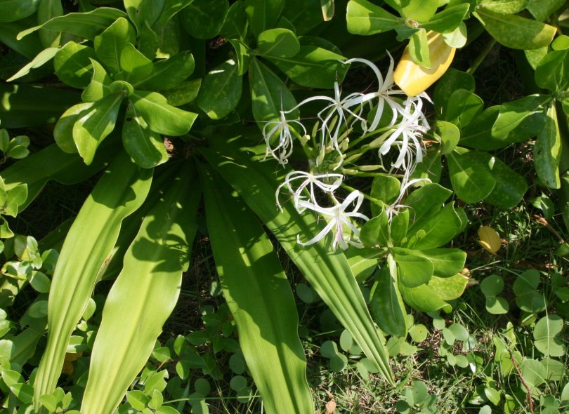 Изображение особи Crinum asiaticum.