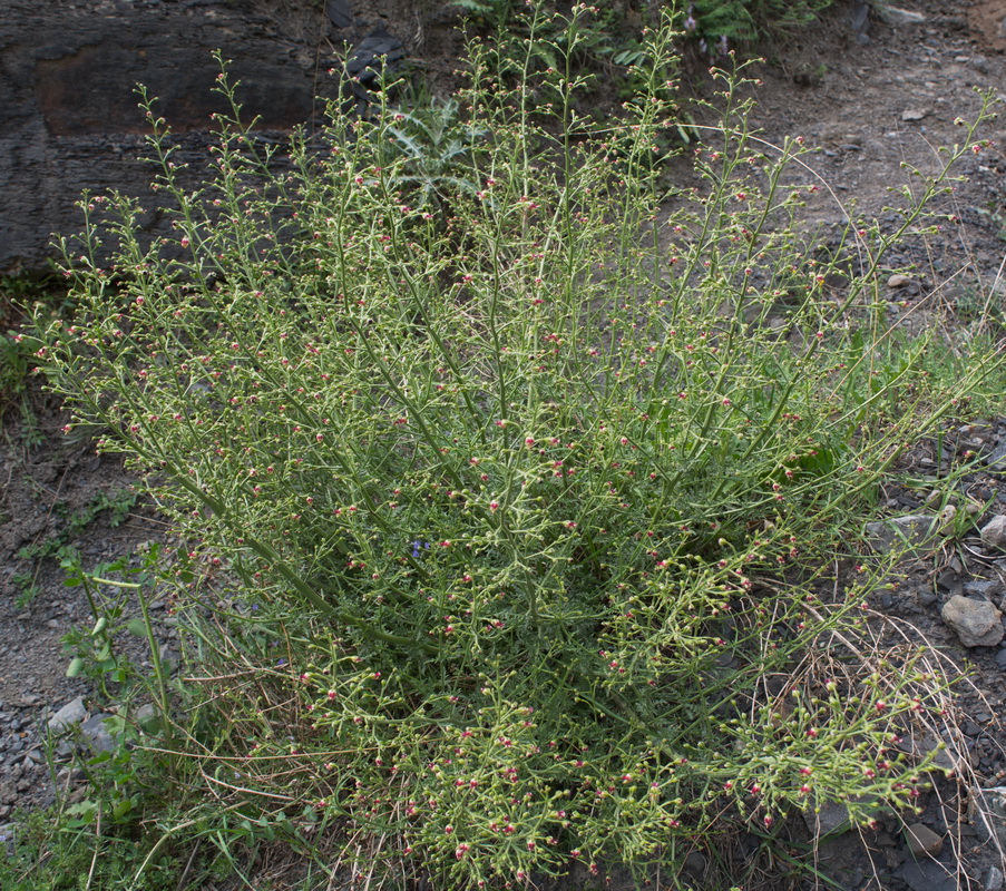 Image of Scrophularia variegata specimen.