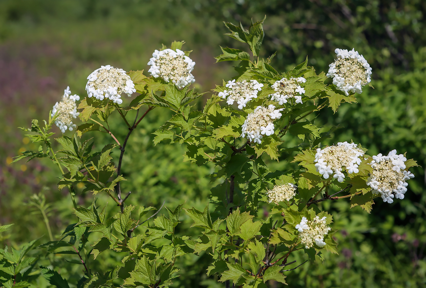 Image of Viburnum opulus specimen.