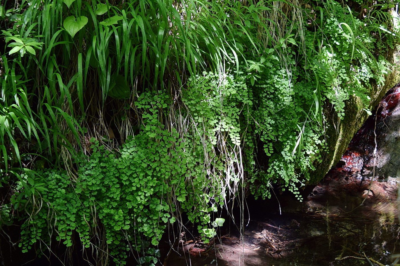 Изображение особи Adiantum capillus-veneris.