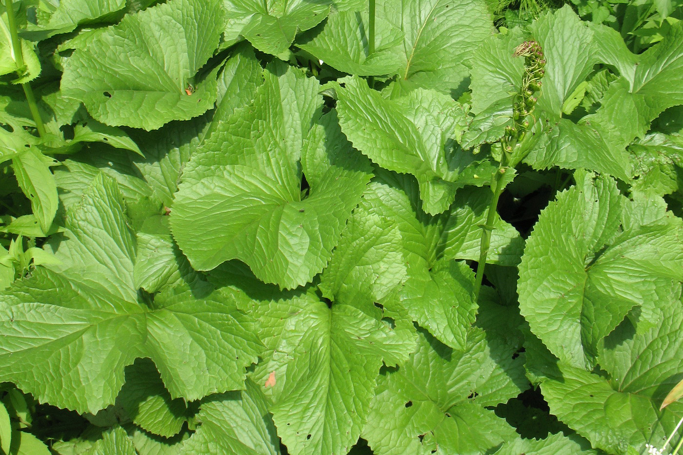 Image of Ligularia sibirica specimen.