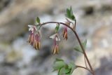 Thalictrum sultanabadense