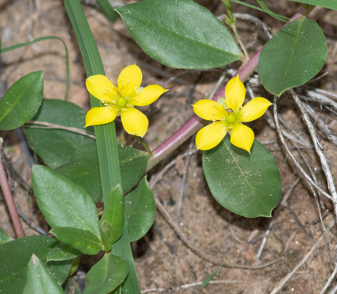 Изображение особи Talinum caffrum.