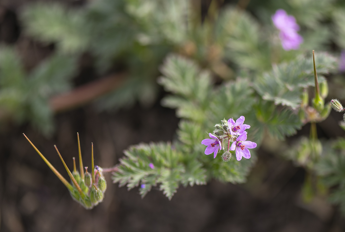 Изображение особи Erodium cicutarium.