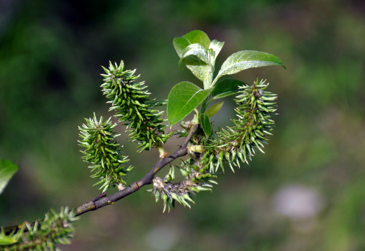 Image of Salix caprea specimen.