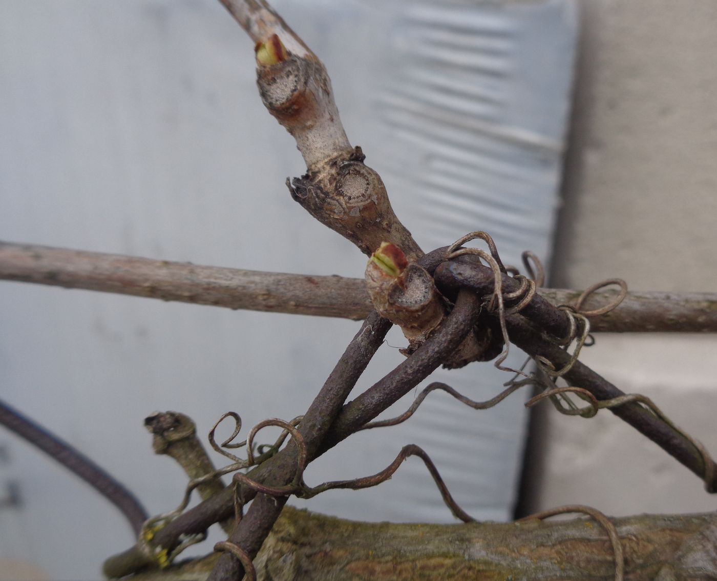 Image of Parthenocissus inserta specimen.