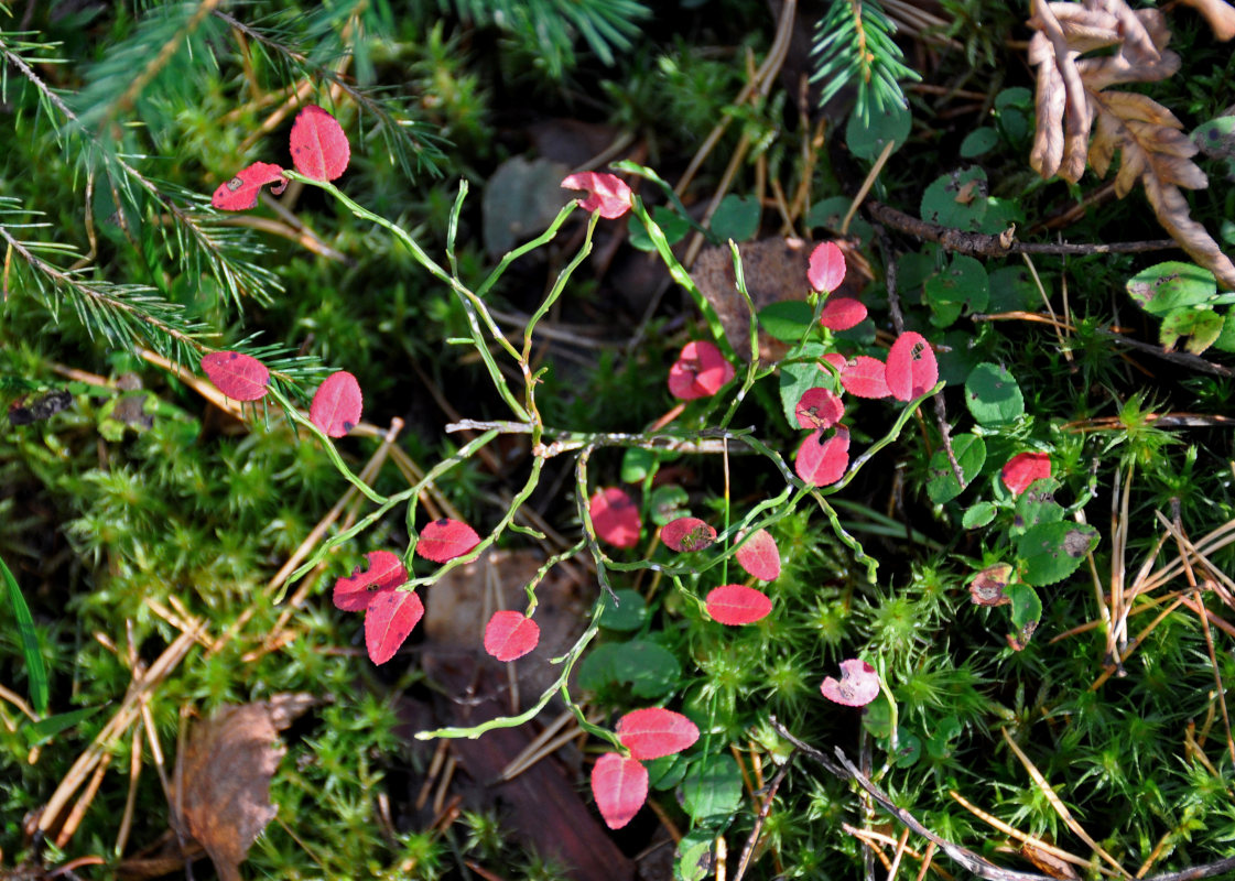 Image of Vaccinium myrtillus specimen.