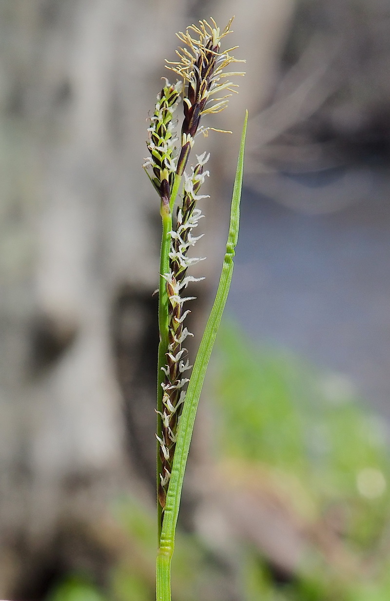 Изображение особи Carex augustinowiczii.